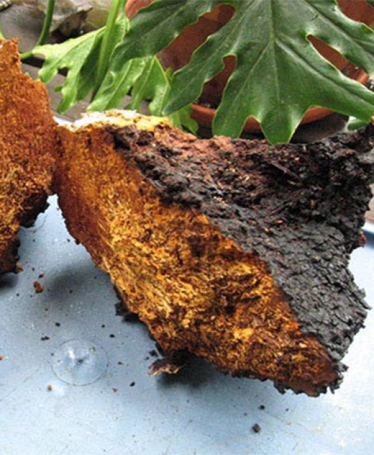 Tác dụng của nấm CHAGA