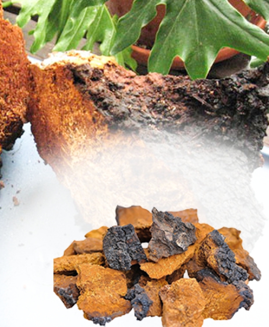 Thành phần nấm Chaga